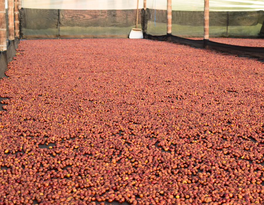 suseni-natural-kavy-v-columbii