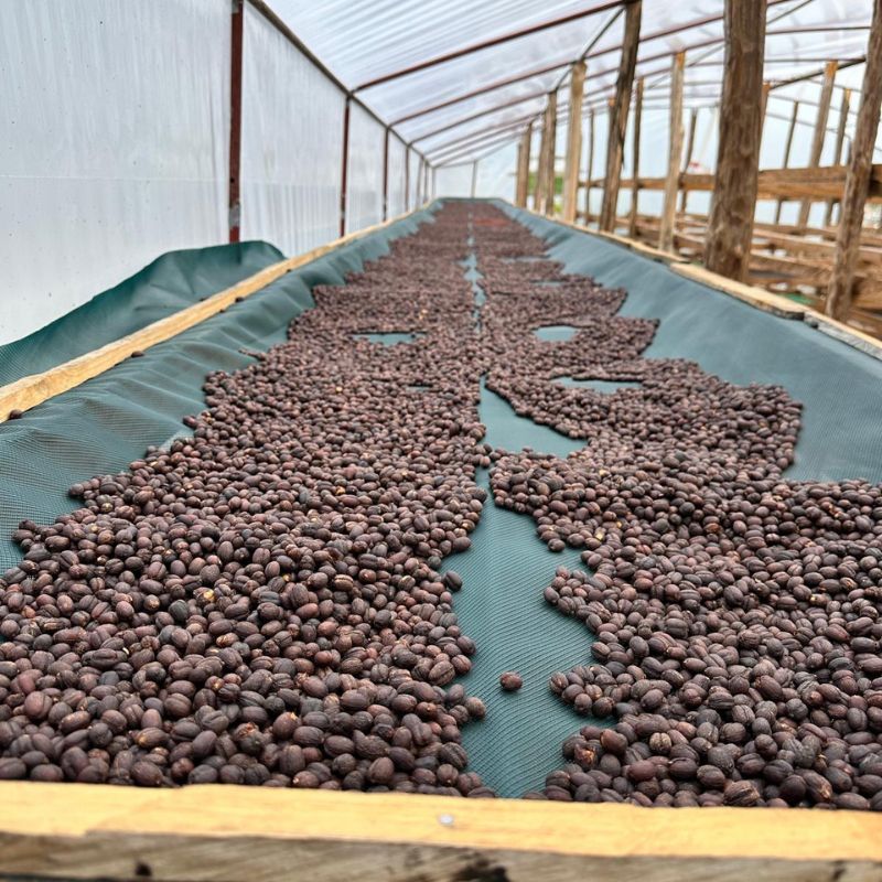 Zpracování kávy na farmě – africké postele, sušení kávových třešní