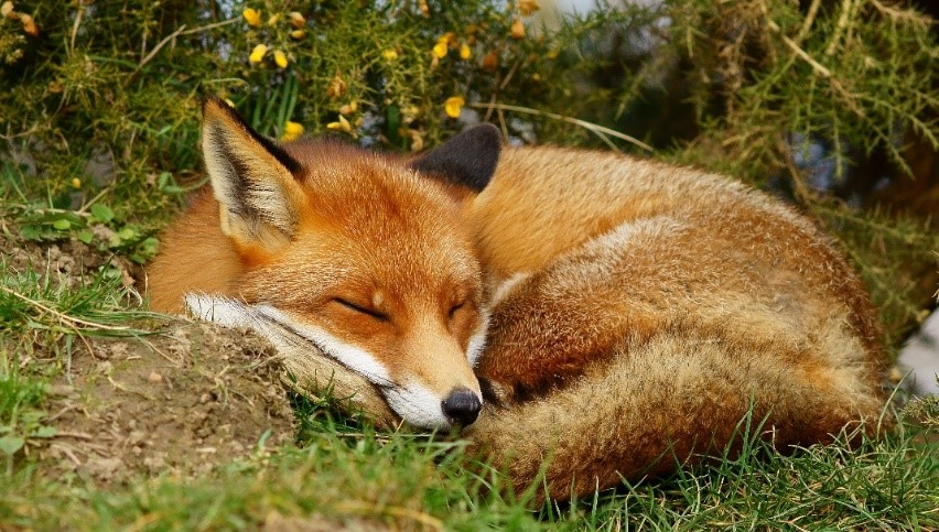 sleeping-fox