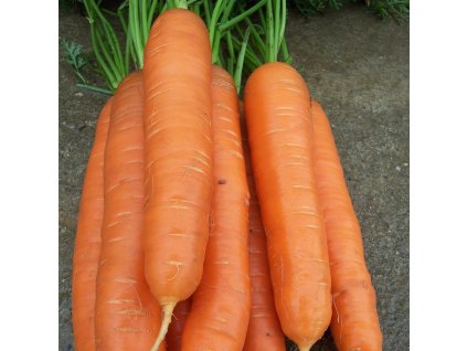 mrkev pozdni cidera daucus carota semena mrkve 800 ks (1)