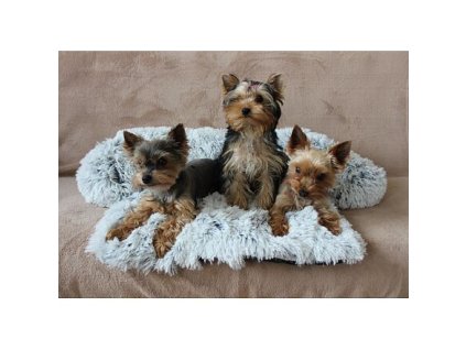 Petsofa pelíšek pro psa světle šedá rozměr XS