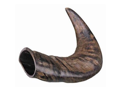 Sừng nhai trâu nguyên bản, vừa