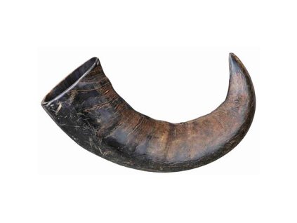 Oryginalny róg do żucia bawolego, duży