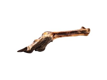 Chân đà điểu có gân và móng - 1 chiếc