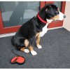 Freemove leash for dogs red length 5 m