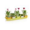 Minigarden 60 Spring Mix Box Variante 41165