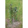 Climber opora pro rostliny délka 60 cm