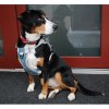 Mesh harness for dogs blue size XL