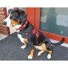 Body harness for dogs red size L