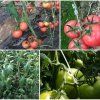 Fruit Hooks 13 háčky na ovoce 50 ks balení 1 balení