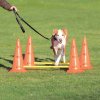 Dog Activity obstacles (2 pcs) 30x50 cm/100 cm orange/yellow