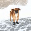 Ochranné boty WALKER ACTIVE, 2 ks (Provedení XL: např. rhodéský ridgeback)