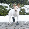 Ochranné boty WALKER ACTIVE, 2 ks (Provedení XL: např. rhodéský ridgeback)