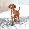 Ochranné boty WALKER ACTIVE, 2 ks (Provedení XL: např. rhodéský ridgeback)