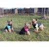 Vest Doggie kabátek pro psy modrá velikost oblečení S