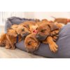 Pack of nylon identification collars for puppies ML 22-35cm/10mm, fuchs, grey, mod, khaki, coral, turquoise