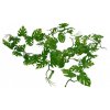 Lucky Reptile Jungle Vine Pothos Vine cca 200 cm 2801202614302150443