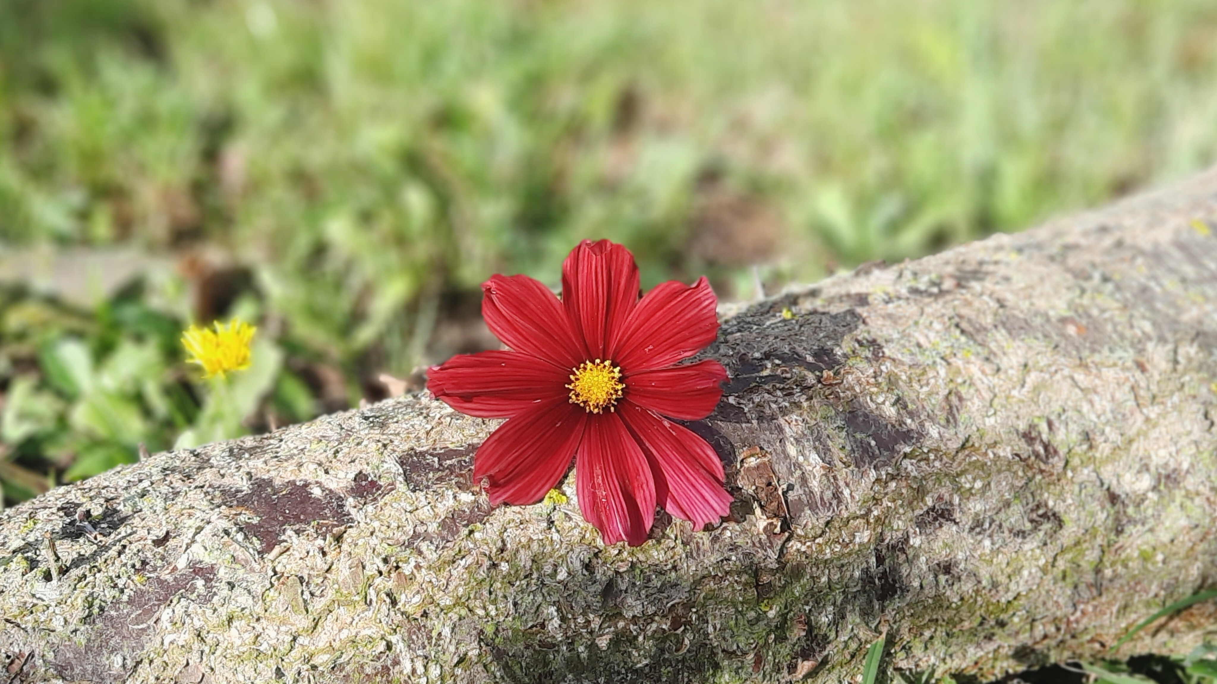 kvetina-jako-symbol-zenske-krasy