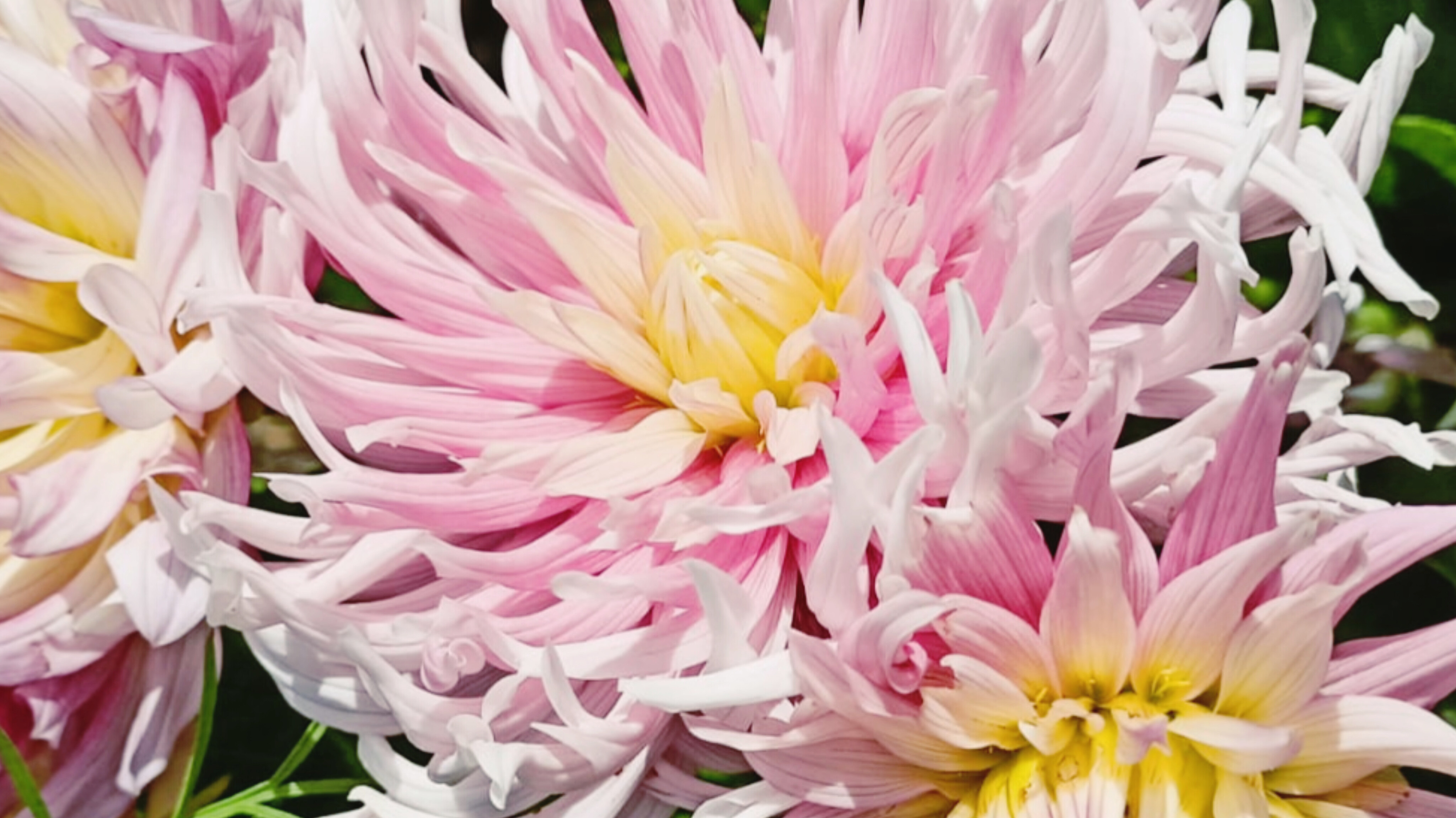 zeny-ktere-stoji-ve-sve-sile