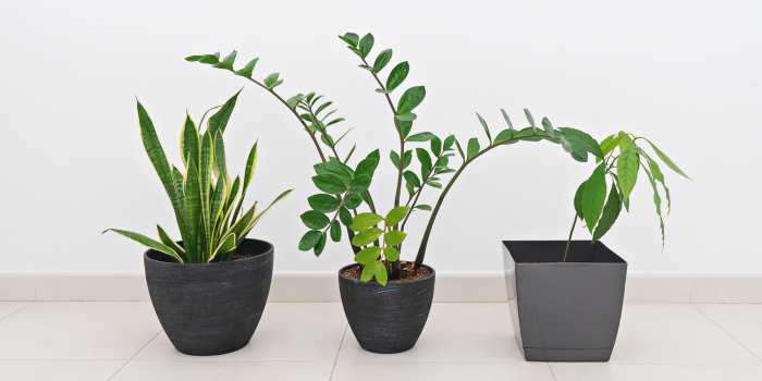 12 pokojových rostlin do stínu