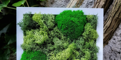 Stabilizovaný mech a růže