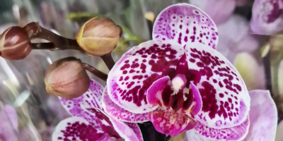 Jak se starat o orchideje