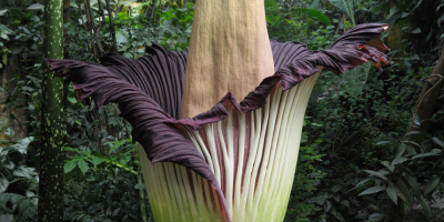 10 nejvzácnějších květin na světě.