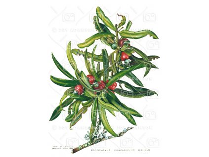 14 Podocarpus