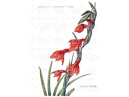 18 Gladiolus2