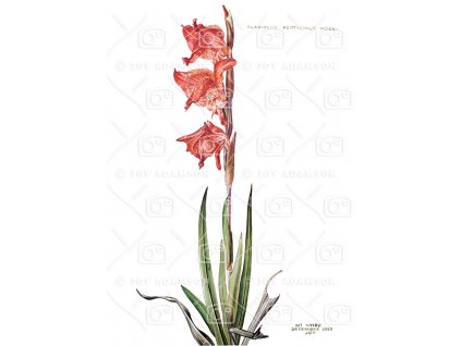 19 Gladiolus3