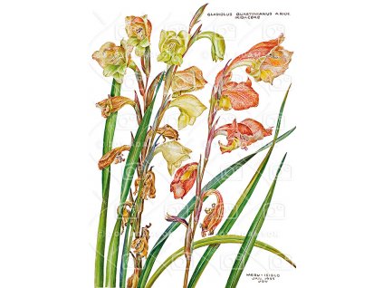 17 Gladiolus1