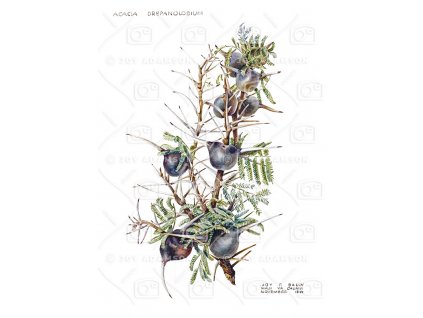 01 Adamson Botanical Painting Acacia