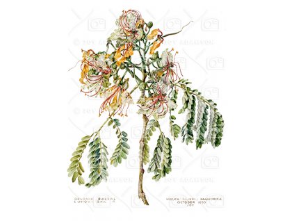 02 Adamson Botanical Painting Delonix