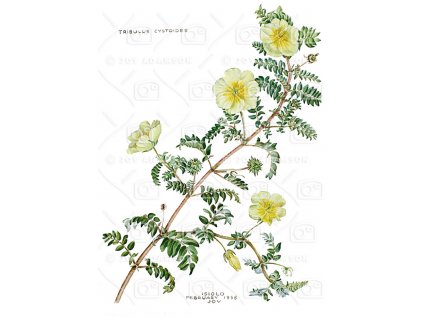 03 Adamson Botanical Painting Tribulus