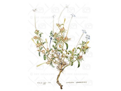 04 Barleria