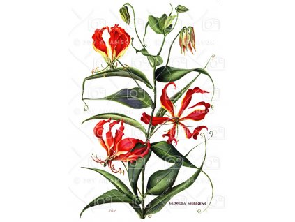05 Gloriosa