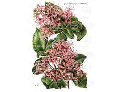 06 Calodendron