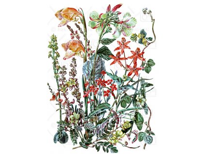 Různobarevná skupina bez popisu