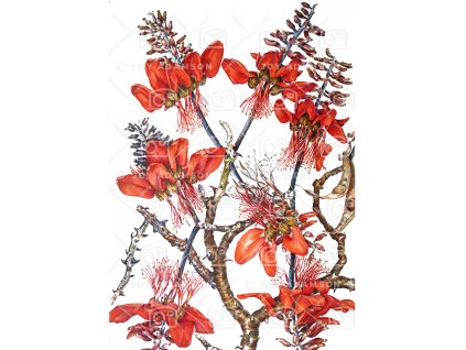 červená květina bez popisu