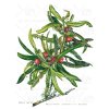 14 Podocarpus
