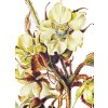 16 Rubus detail