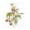 16 Rubus