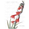 18 Gladiolus2