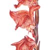 19 Gladiolus3 detail