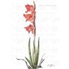 19 Gladiolus3