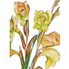 17 Gladiolus1 detail