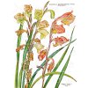 17 Gladiolus1