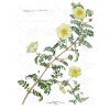 03 Adamson Botanical Painting Tribulus