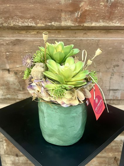 Zelený sukulent v keramike