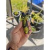 Black Baboon Disposable Pod Kit (Limoncello DropZ) 16mg